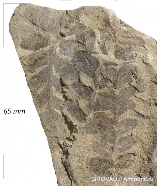 Neuropteris tenuifolia, Pteridospermae, Gymnospermae, cormophyta