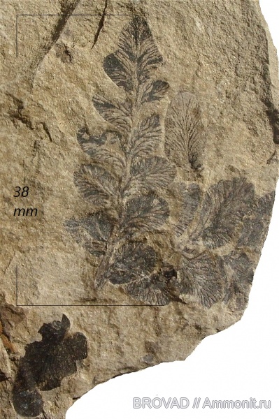 Pteridospermae, Gymnospermae, cormophyta, Neuropteris oblique