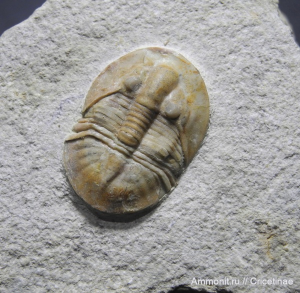 Stygina, Stygina plautini