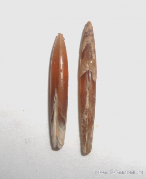 белемниты, юра, Саратовская область, Hibolites shimanskyi, ТЭЦ-5, Jurassic, belemnites