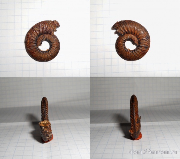 аммониты, Quenstedtoceras, Ammonites