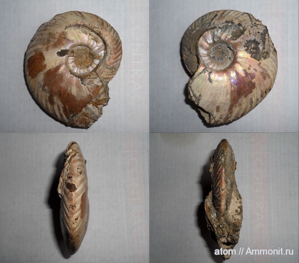 аммониты, юра, келловей, Quenstedtoceras, Cardioceratidae, Ammonites, Quenstedtoceras involutum, Callovian, Jurassic, Middle Jurassic