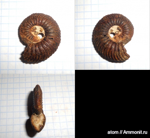 аммониты, юра, келловей, Quenstedtoceras, Ammonites, Quenstedtoceras macer, Callovian, Jurassic, Middle Jurassic