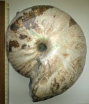 Arcticoceras ishmae.