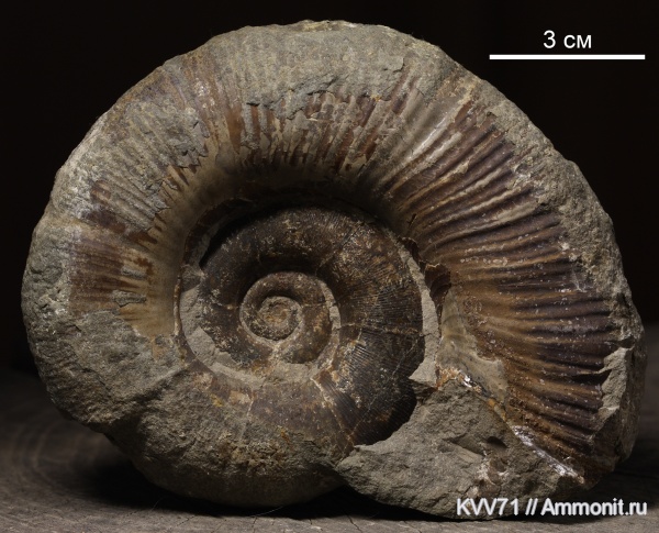 Dinolytoceras zhivagoi, Dinolytoceras, Lytoceratina, Lytoceratidae