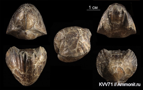 Tomestenoporhynchus, Rhynchonellidae, Productida-Epizoans