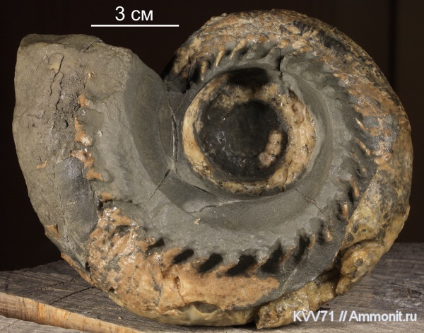 Lytoceras, Lytoceratina, Cicatrites