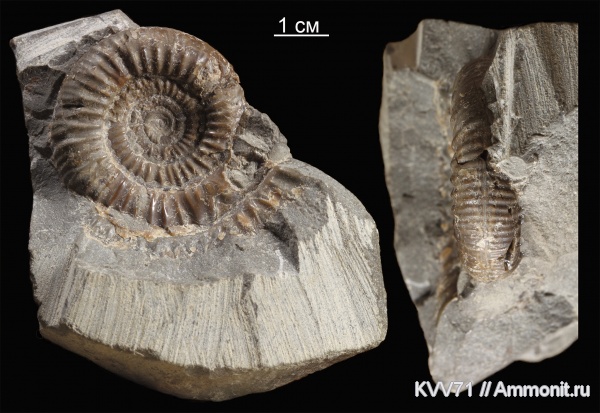 Bajocisphinctes