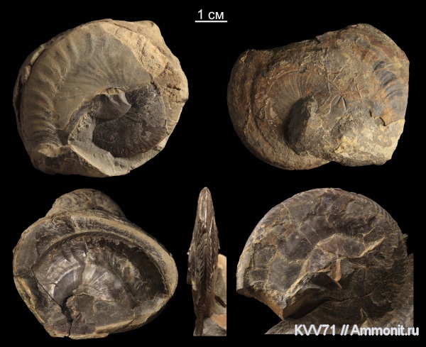 Oxycerites, Oppeliidae