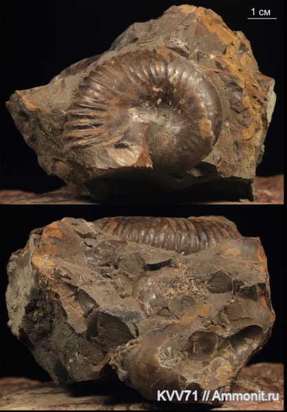 Adabofoloceras