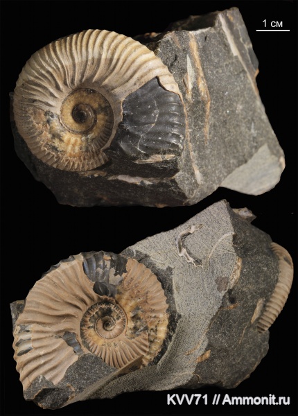 Acanthohoplites