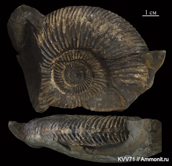 Parkinsonia, Parkinsonia densicosta