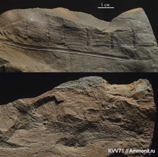 Calamites, Linopteris