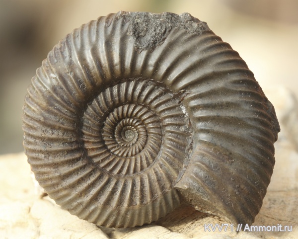 Parkinsonia, Parkinsonia parkinsoni