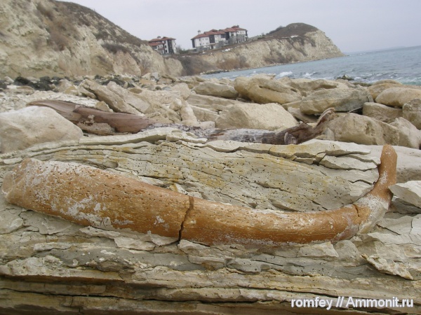 Черное море, сармат, рёбра, Болгария