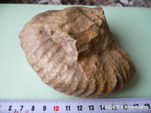 аммониты, Ammonites