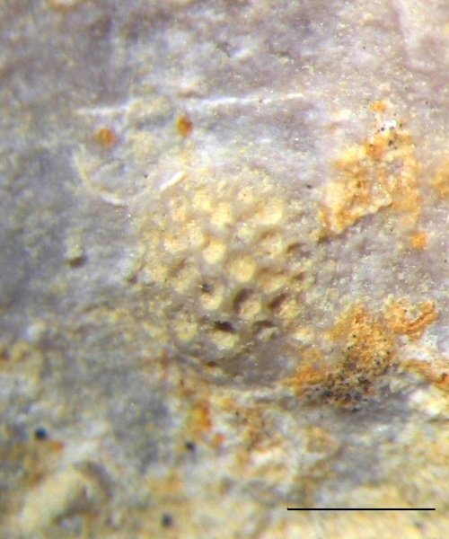 Tabulipora, Fistulipora, Meekopora