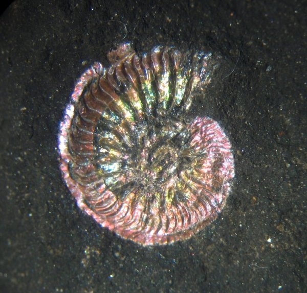 Amoeboceras