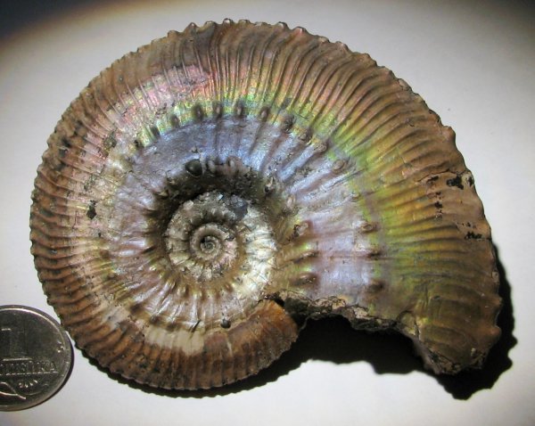 Kosmoceras, Kosmoceras posterior