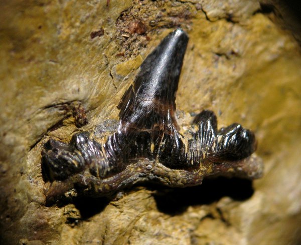 Cladodus, Ctenacanthiformes, Cladodus marginatus