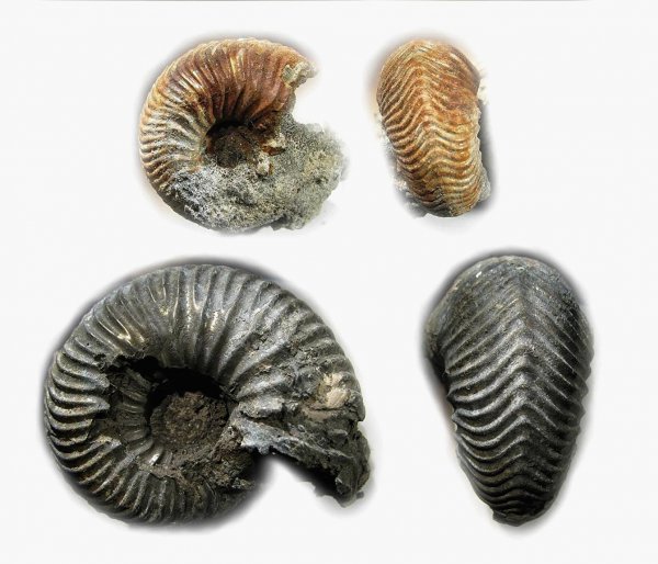 Cardioceras, Goliathiceras, Pachycardioceras