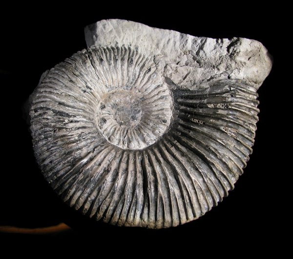 Kosmoceras, макроконхи, Kosmoceras spinosum, Macroconchs