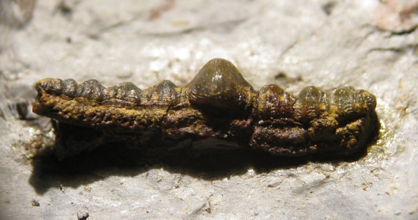 Orodus, Euchondrocephali, Orodontiformes