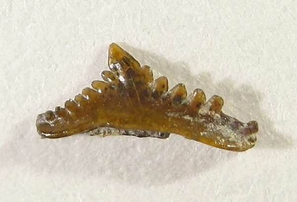 Petalodontiformes, Harpacodus