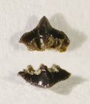 ? Lissodus