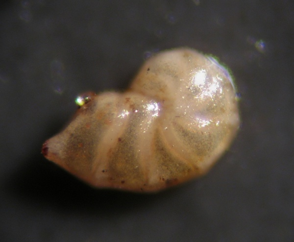 оксфорд, Lenticulina, Oxfordian