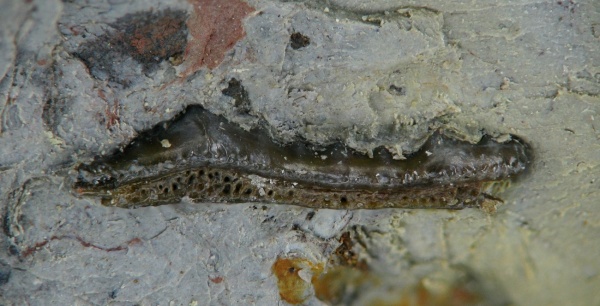 Orodus, Orodontiformes