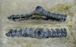 Orodus sp.