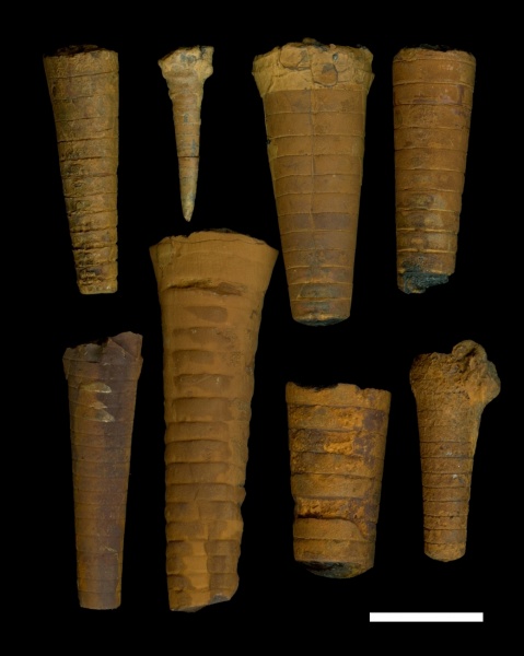 Orthoceras, Dolorthoceras, Orthocerida, Бронцы