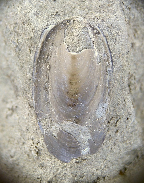 Lingula, Linguliformea, Linguliformes