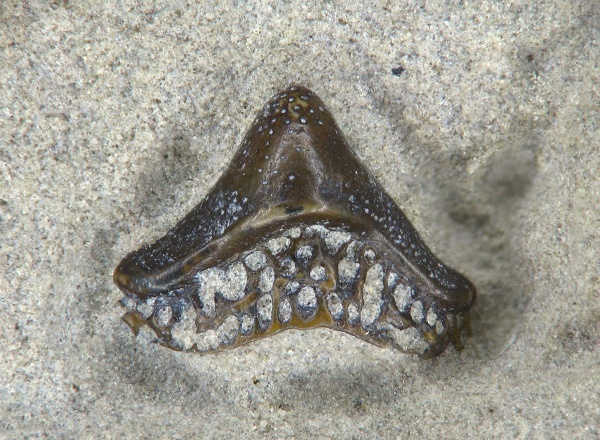 Helodus, Helodontiformes