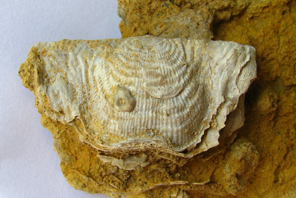 стешевский горизонт, Strophomenida, Leptaeninae, Leptagonia, Pseudoleptaena, holdfast