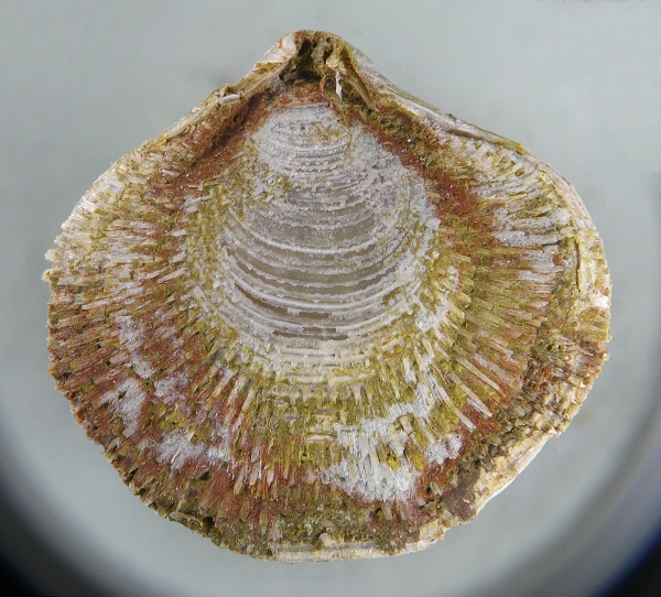 Athyris, Athyridida, Cleiothyridina