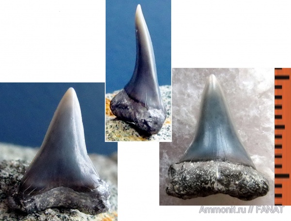 зубы акул, shark teeth