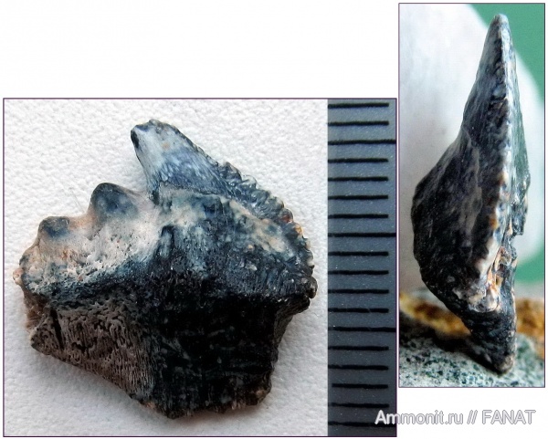 зубы акул, Hexanchiformes, shark teeth