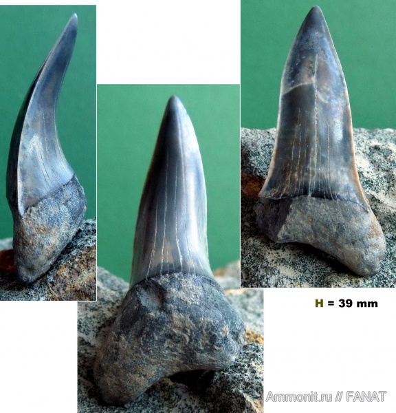 зубы акул, shark teeth