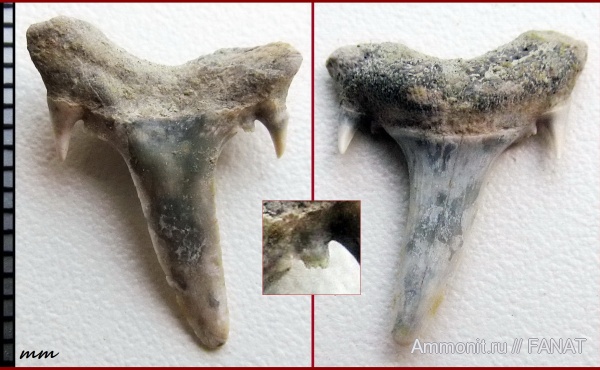 зубы акул, shark teeth