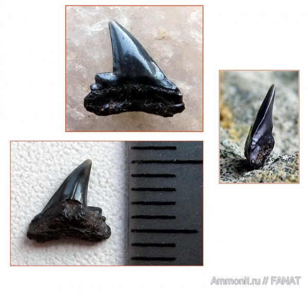 зубы акул, shark teeth