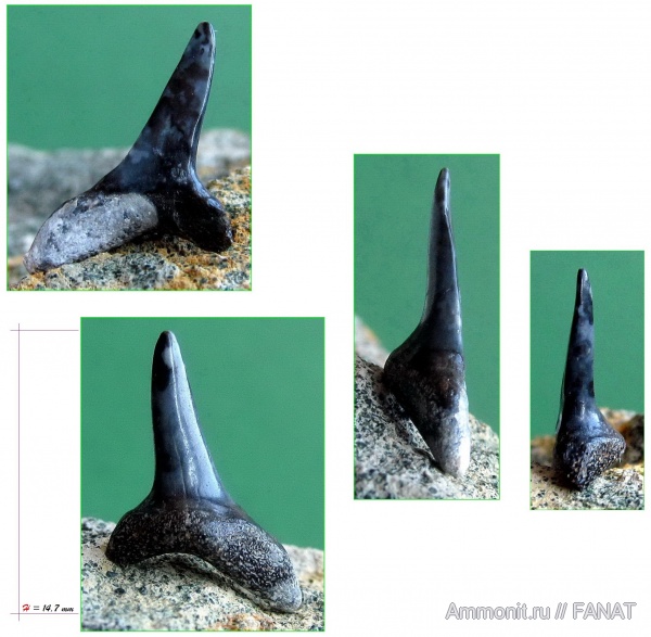 зубы акул, Anomotodon, shark teeth