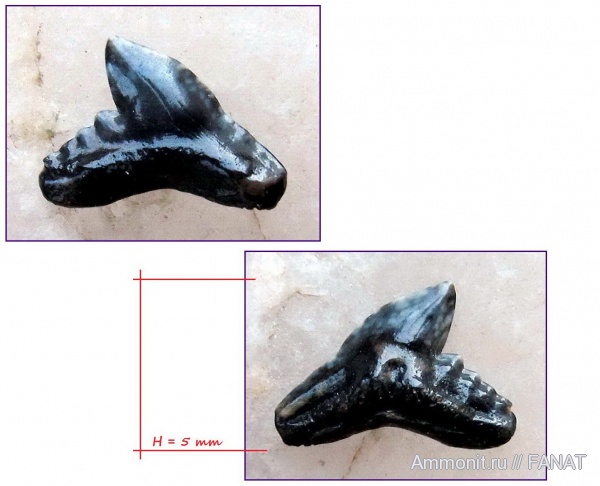 зубы акул, shark teeth