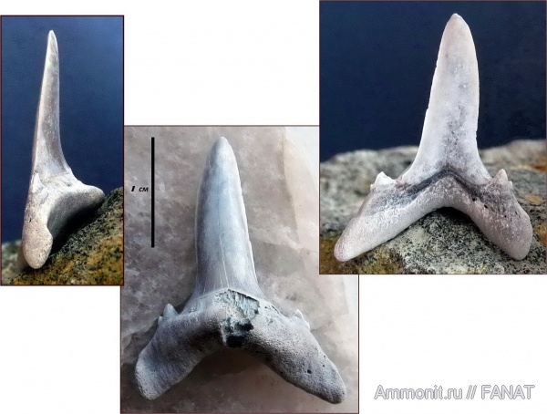 зубы акул, shark teeth