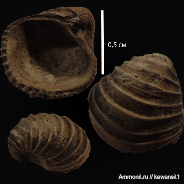 юра, оксфорд, двустворки, отвалы метро, Trautscholdia, Trautscholdia cordata, Oxfordian, Jurassic