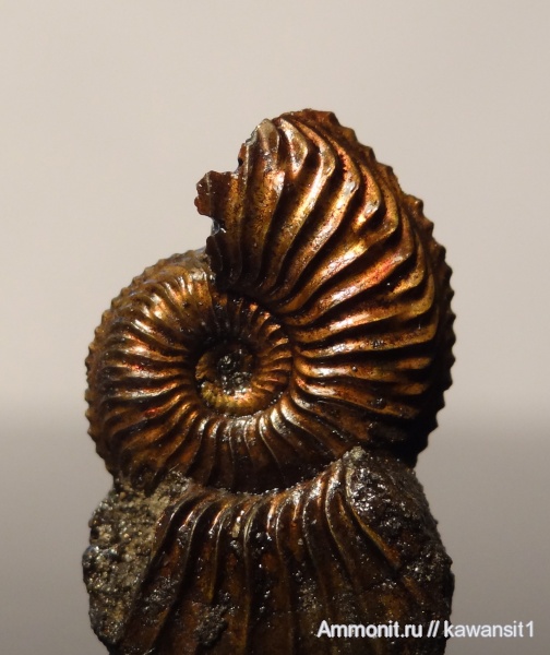 аммониты, юра, Бронницы, оксфорд, Amoeboceras, Amoeboceras alternoides, Ammonites, Oxfordian, Jurassic