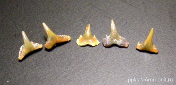 зубы, меловой период, акулы, Synechodus, Шацк, Cretaceous, teeth, sharks