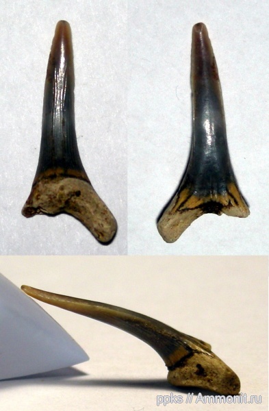 зубы, меловой период, акулы, Варавино, Scapanorhynchus, Cretaceous, teeth, sharks