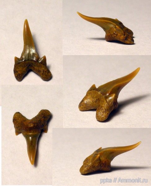 зубы, меловой период, акулы, Protolamna, Шацк, Cretaceous, teeth, sharks